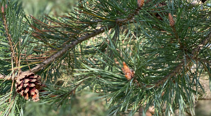 BOR – PINE v Bachovi cvetni terapiji in ljudje v neravnovesju bora